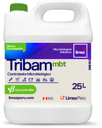 Tribam